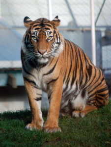 Tiger Master Teacher Jaya, ©Rose De Dan www.ReikiShamanic.com