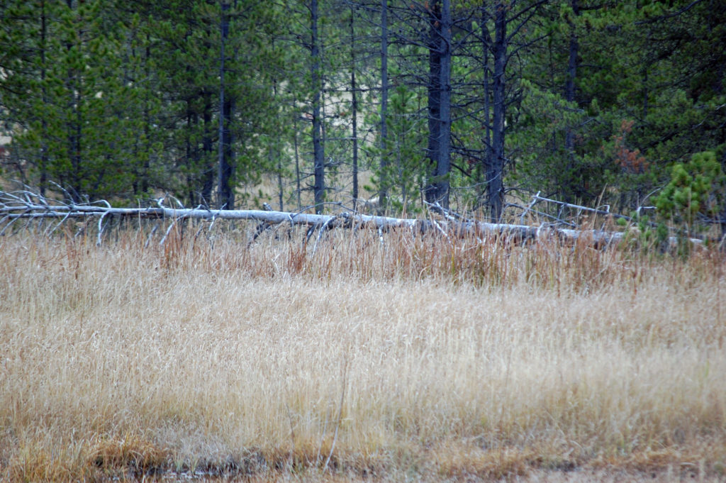 Coyote feeding, Yellowstone, ©Rose De Dan 2015 www.reikishamanic.comDan