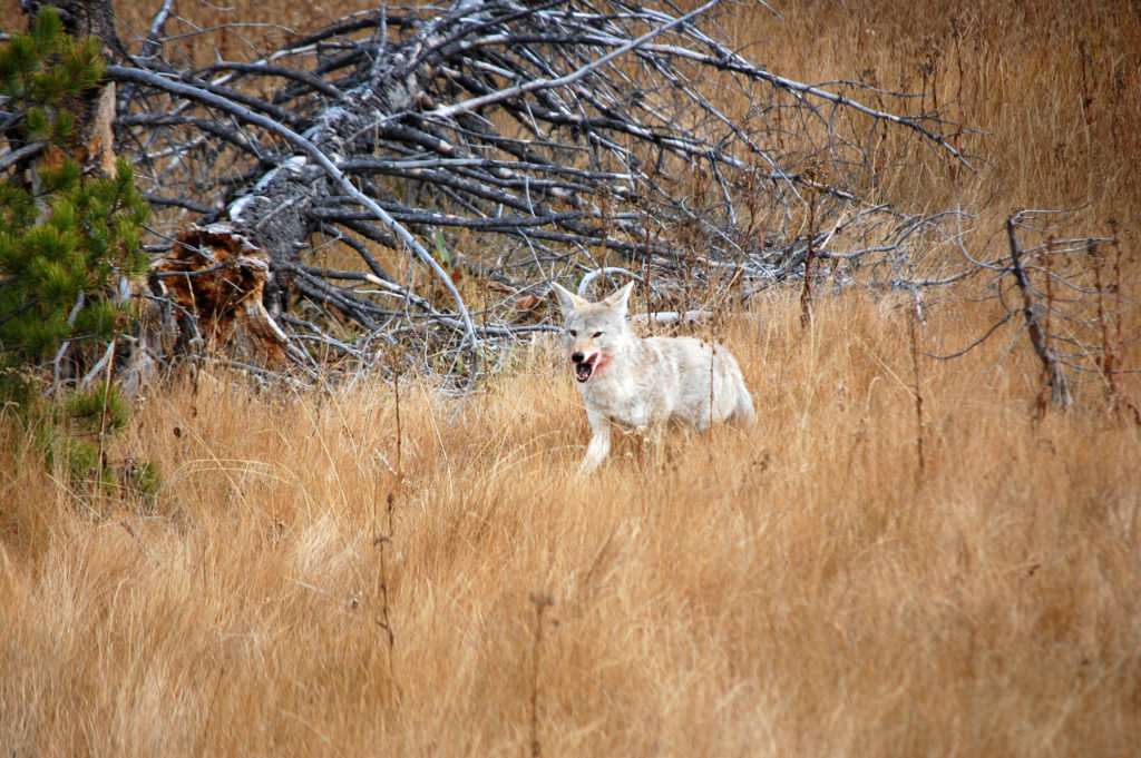 Coyote approach 1, Yellowstone, ©Rose De Dan 2015 www.reikishamanic.com