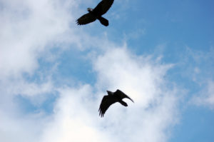 Ravens appear at kill site, Yellowstone, ©Rose De Dan 2015 www.reikishamanic.com
