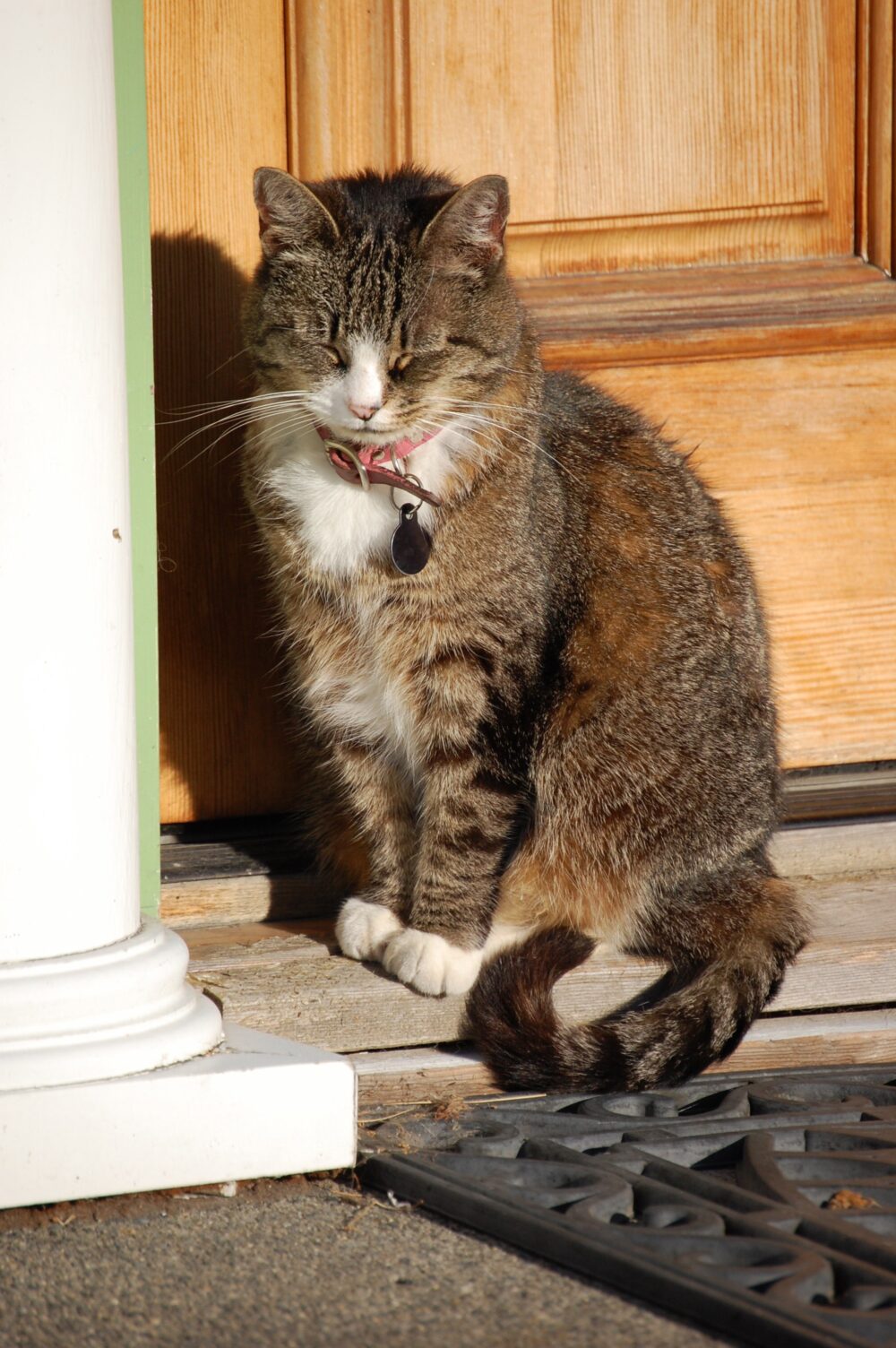 Cat Gracie By Morning Light, ©Rose De Dan, ReikiShamanic.com