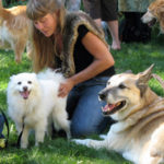 Rose De Dan Offers Reiki To American Eskimo Dog Q-tip Www.reikishamanic.com