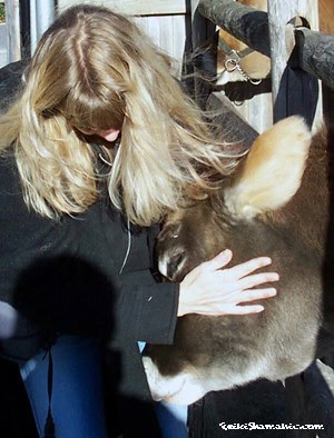 Rose De Dan Offers Reiki To Cow At Philadelphia Children's Zoo, ©Rose De Dan, ReikiShamanic.com