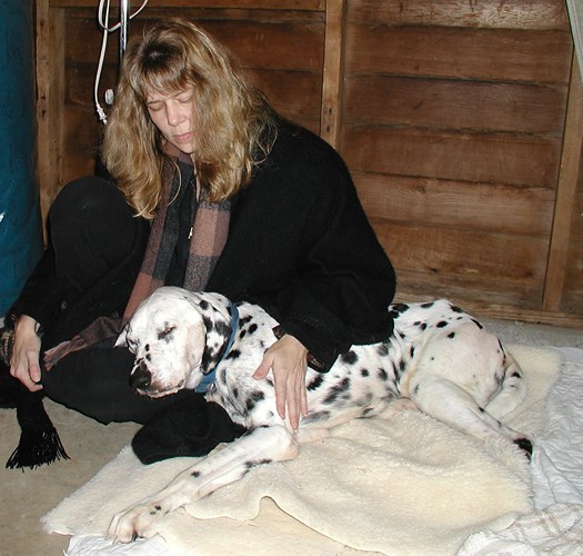 Rose De Dan Offers Reiki Energy Healing To Senior Dog.