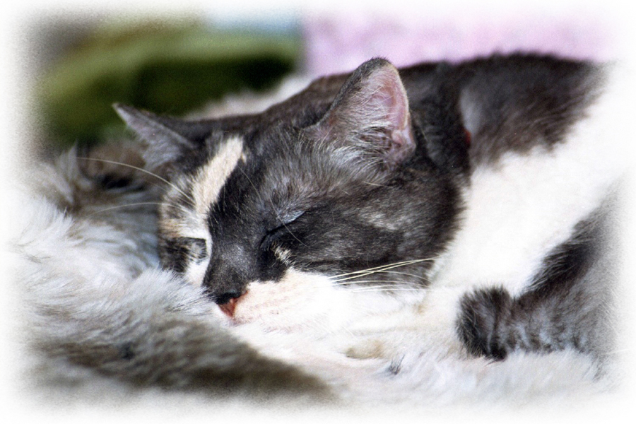 Sleeping Calico Cat Queen Claudia Dreams, Photo: ©Rose De Dan, ReikiShamanic.com
