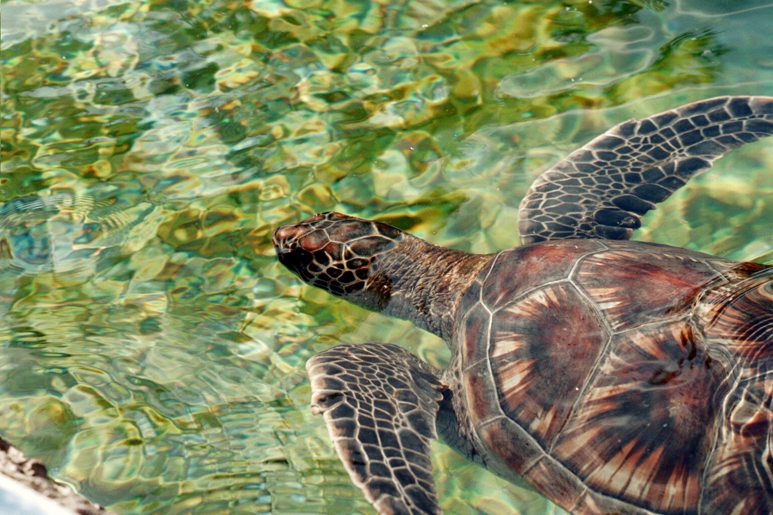 Hawaii Sea Turtle, ©Rose De Dan, ReikiShamanic.com