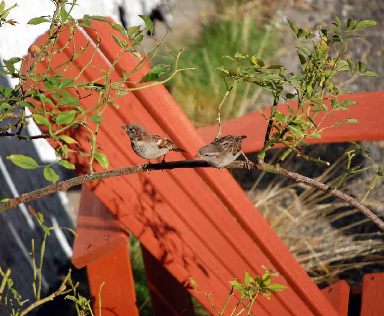 Two Sparrows On Rosebush, ©Rose De Dan, ReikiShamanic.com