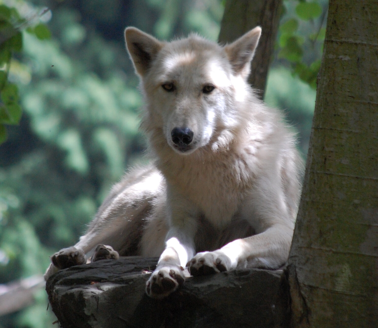 Animal Ambassador Alpha Wolf Doba at Woodland Park Zoo ©Rose De Dan 2013