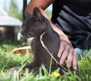 Rose De Dan offers Reiki to 21 year-old cat Viggo ©www.reikishamanic.com