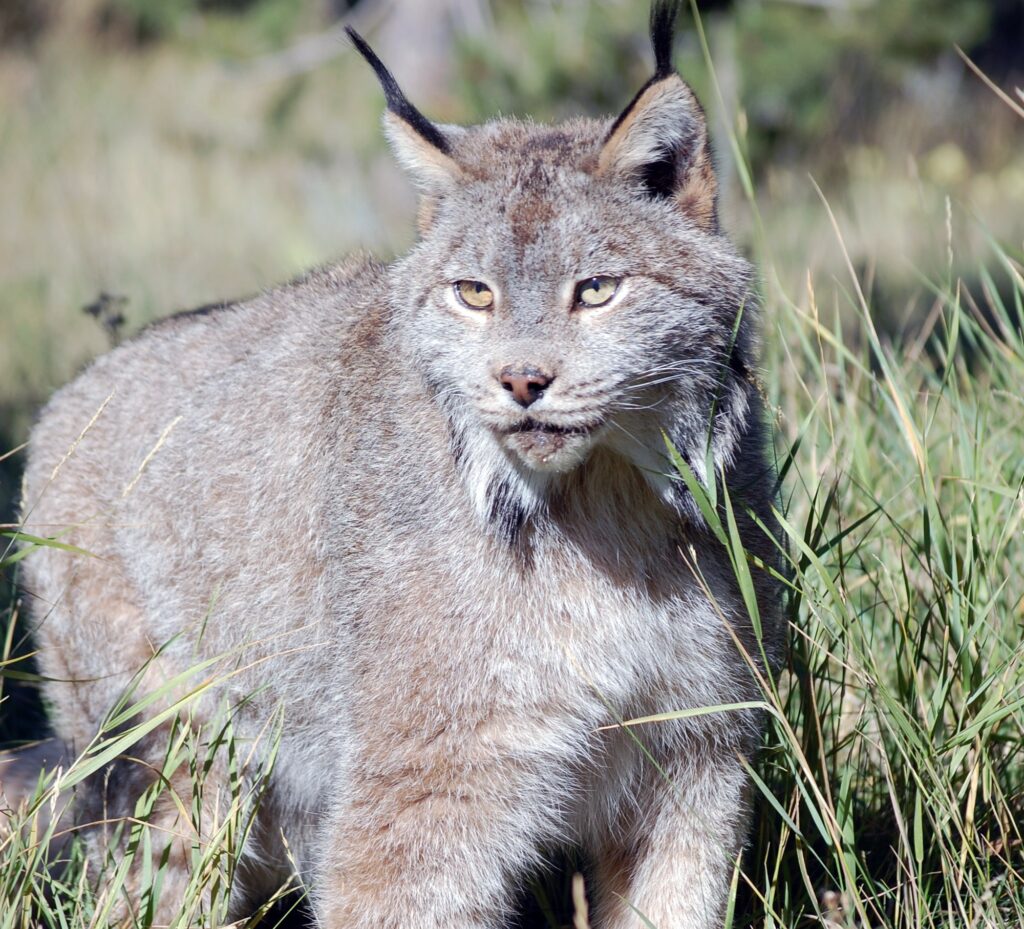 Lynx Elmo at Earthfire Institute, ©Rose De Dan 2013