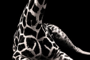 Giraffe Detail, ©2012 Jo Christian Oterhals on Flickr, permission by Creative Commons license