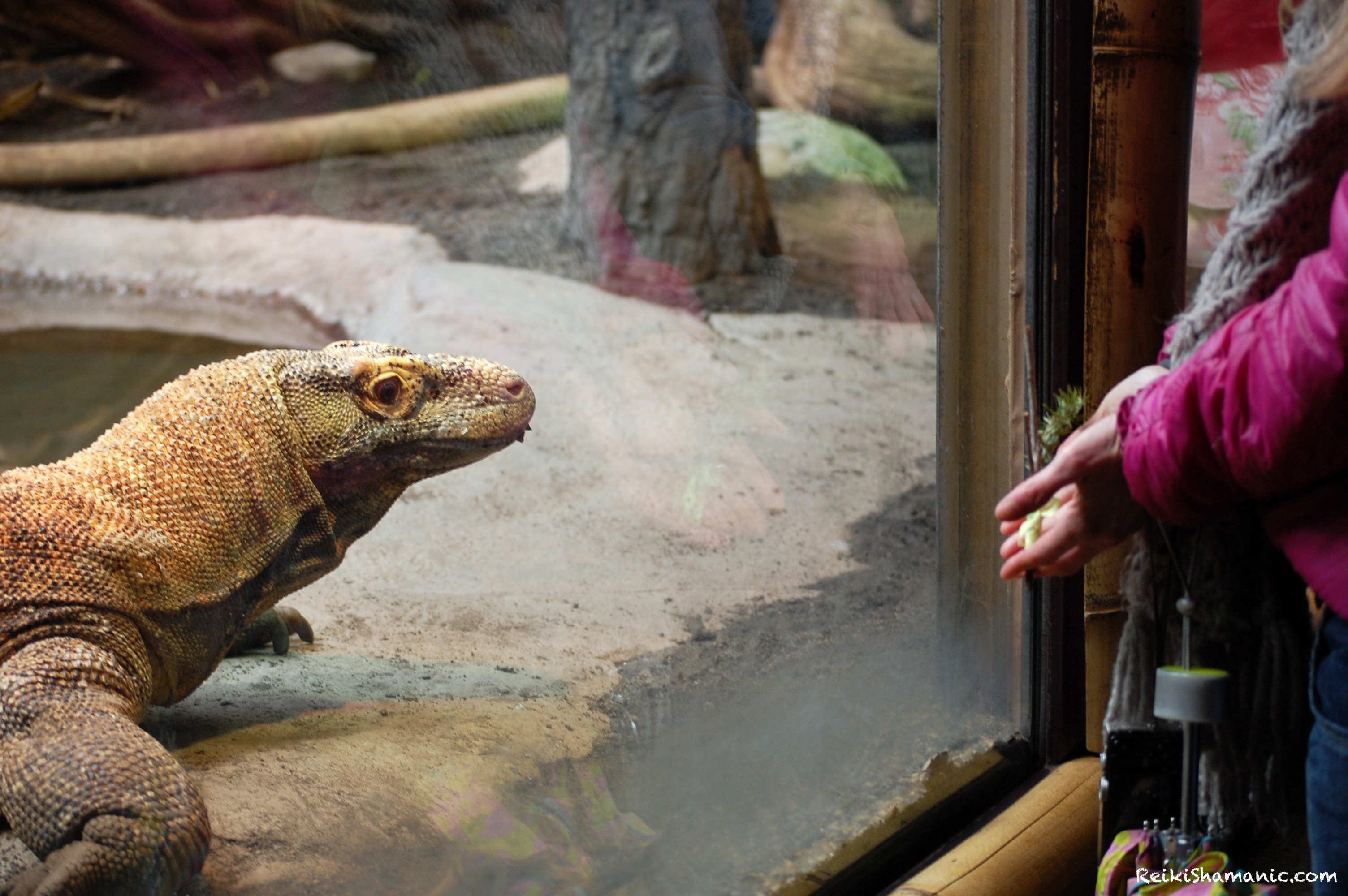 Komodo Dragon Selat Adds Prayers In Ceremony At Woodland Park Zoo