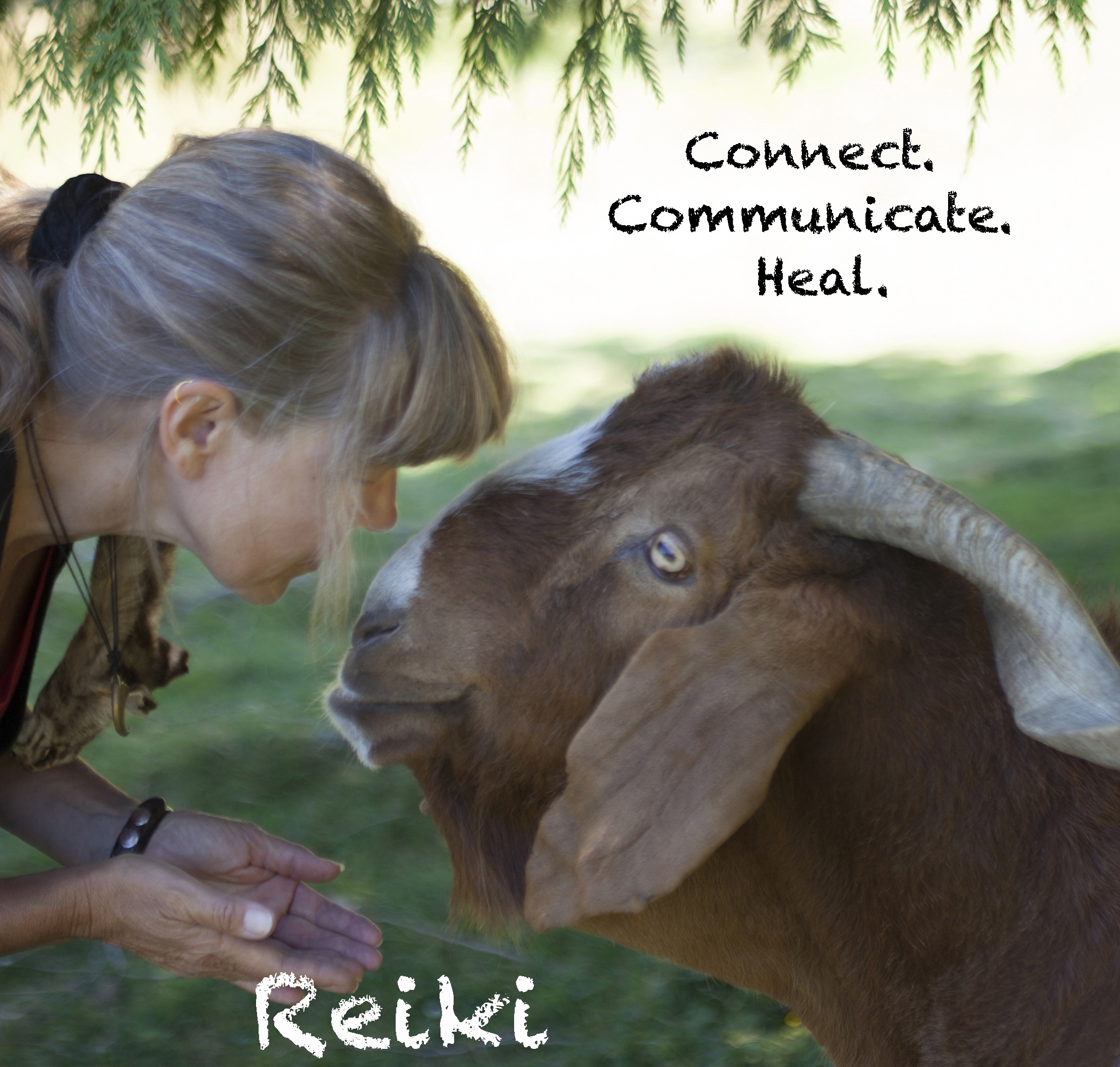 Rose Offers Reiki To Goat Jake.