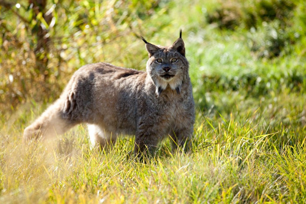 Lynx Elmo at Earthfire Institute, Photo: ©2014 Andrew Hinton