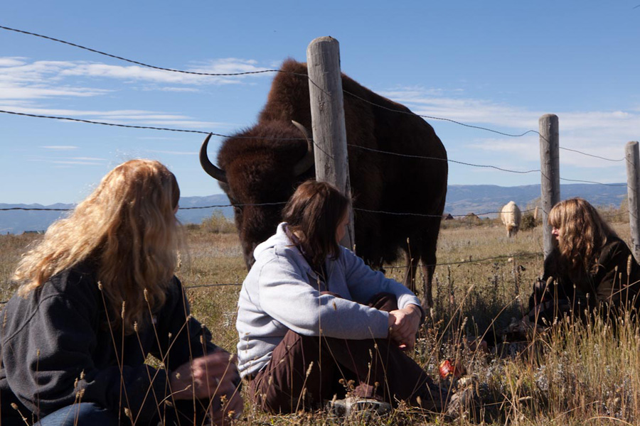 Bluebell the buffalo joins us at A Walk on the Wild Side 2014 at Earthfire Institute Photo: ©Andrew Hinton
