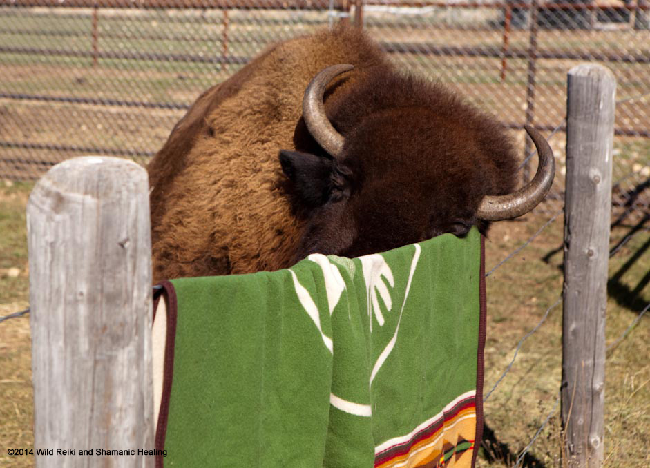 Bluebell rubs her face on the Buffalo Blanket, Photo ©2014 Andrew Hinton