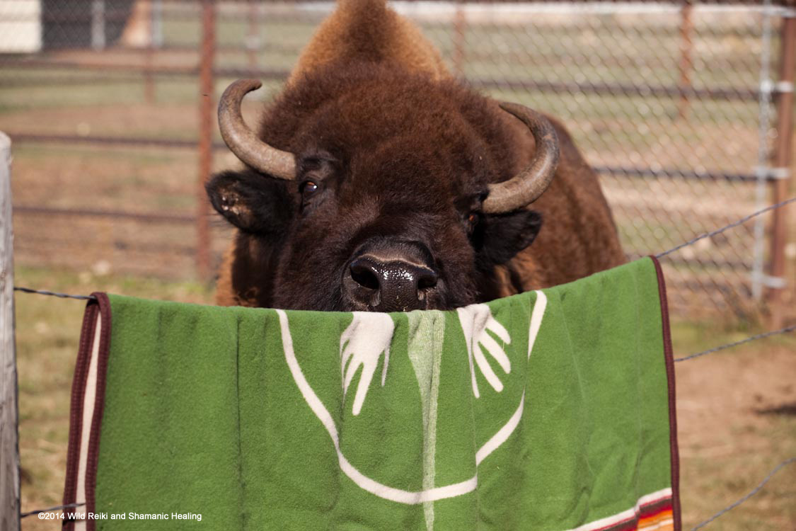 Blanket For The Buffalo