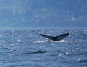 Humpback Whale Dive, ©Rose De Dan www.reikishamani.com
