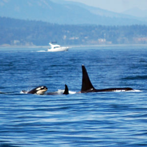 Audio Whale Teachers #3: Humpback Whales And Orcas