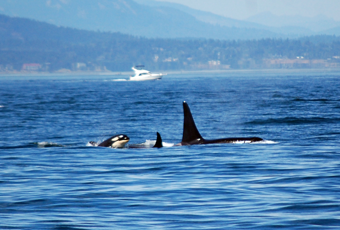 Audio Whale Teachers #3: Humpback Whales And Orcas