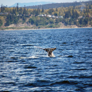 Audio Whale Teachers #1: Gray Whales