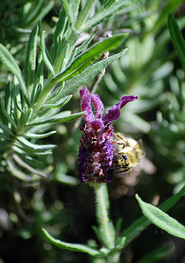 Bee and Lavender, ©Rose De Dan www.reikishamanic.com