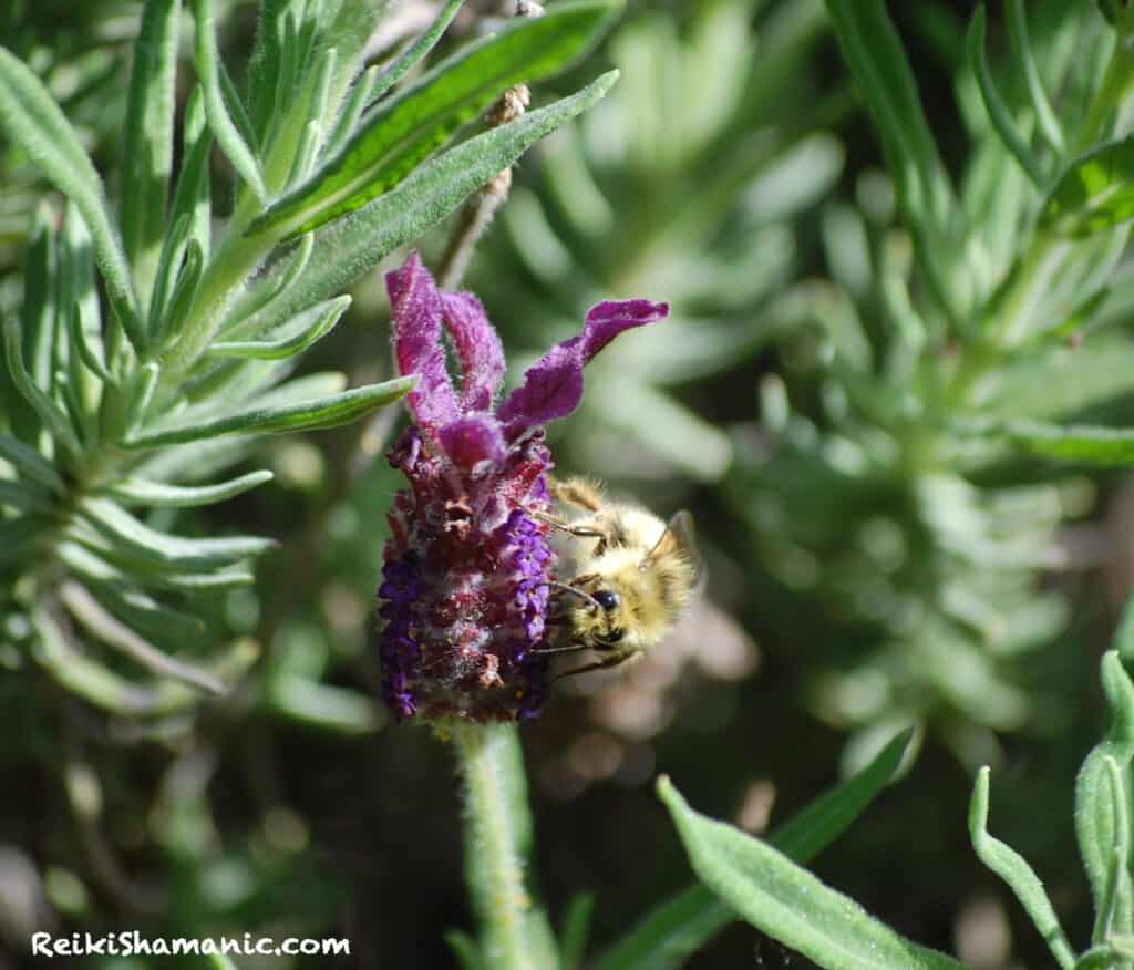Bee And Lavender, ©Rose De Dan, ReikiShamanic.com