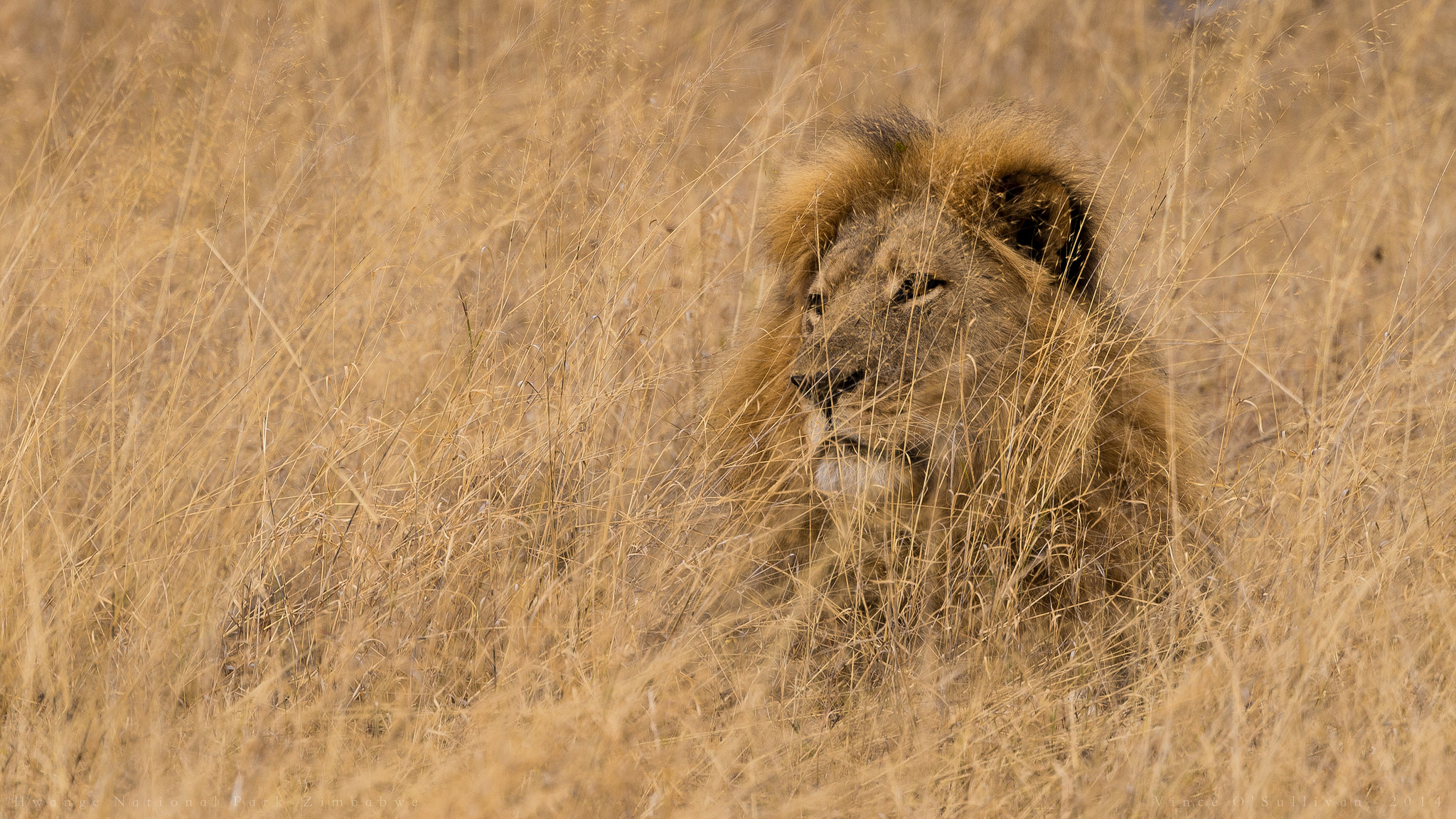 Death Of Cecil The Lion And The Path To Healing