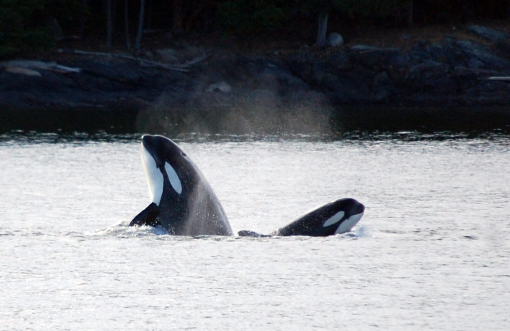 Orca Spy Hop Duo, Whale Teachers, ©Rose De Dan www.reikishamanic.com