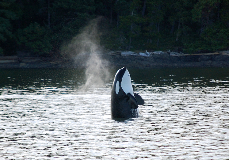 Orca Spy Hopping, ©Rose De Dan, ReikiShamanic.com