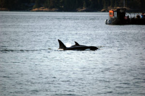 Shamanic Connection with Mother Orca and Baby, ©Rose De Dan www.reikishamanic.com