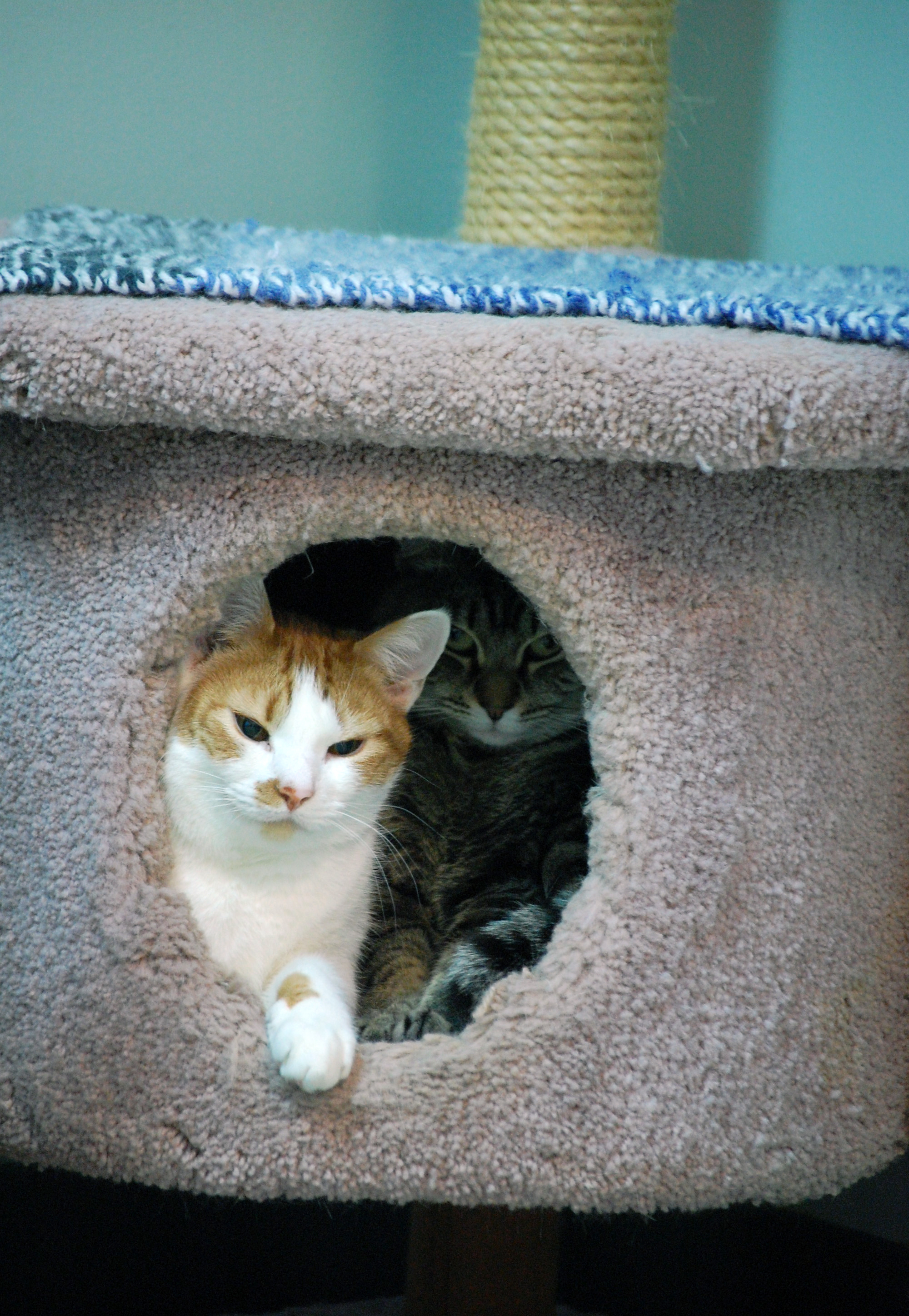 ReikiShamanic Energy Healing For MEOW Shelter Cats