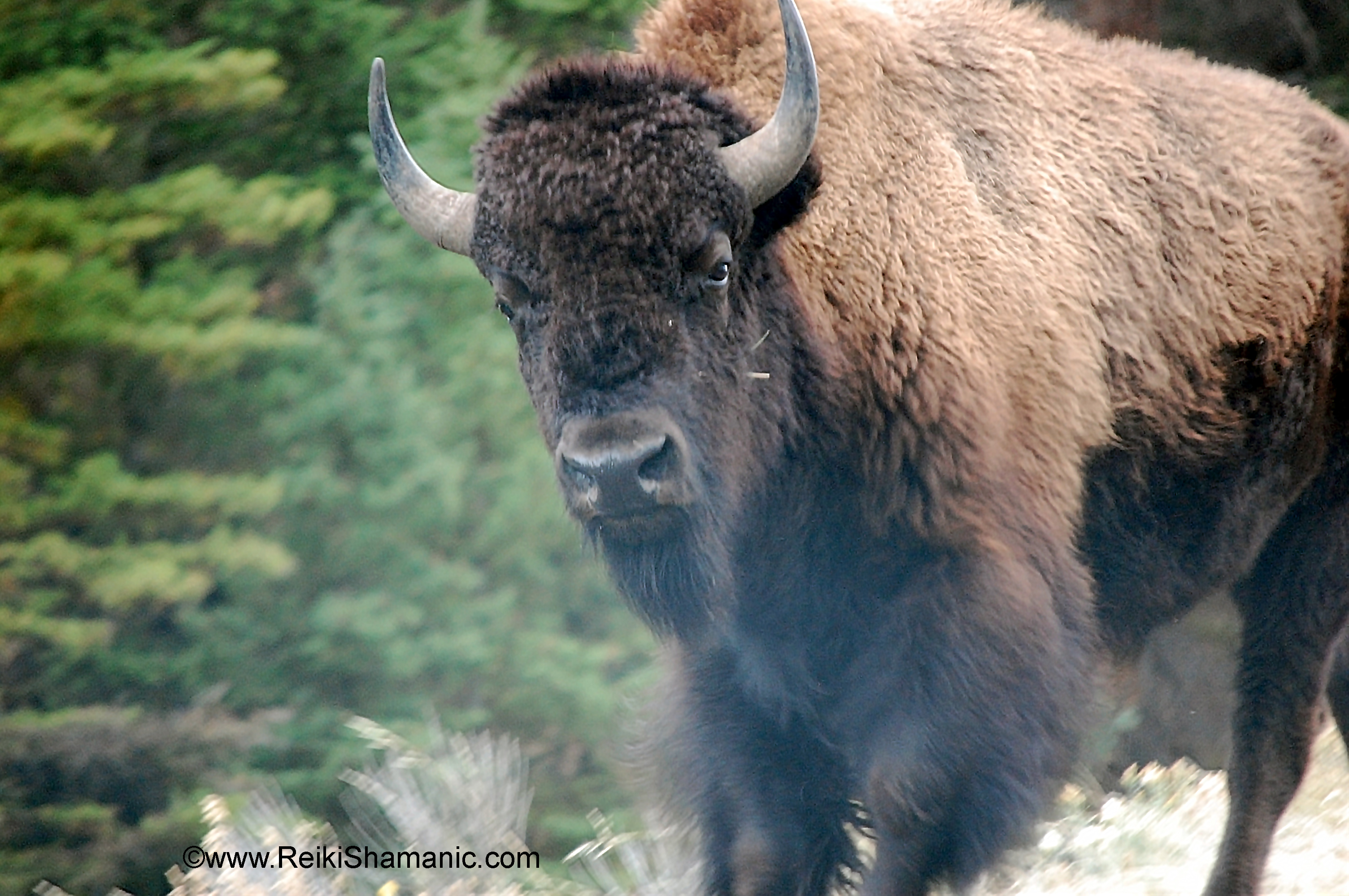 Yellowstone Buffalo Hard Look, ©Rose De Dan Www.ReikiShamanic.com