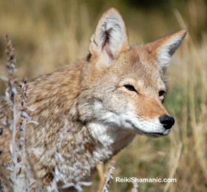 Coyote Faerytale, A Walk on the Wild Side 2016 at Earthfire Institute, ©Rose De Dan www.ReikiShamanic.com
