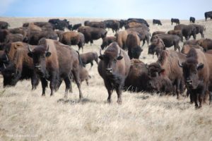 Three Wise Bison Women, ©Rose De Dan www.ReikiShamanic.com