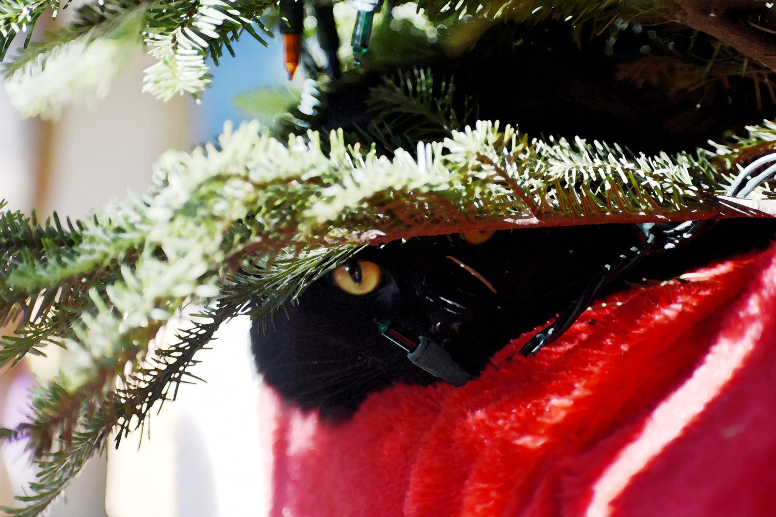 Cat Night Sky Versus The Christmas Tree