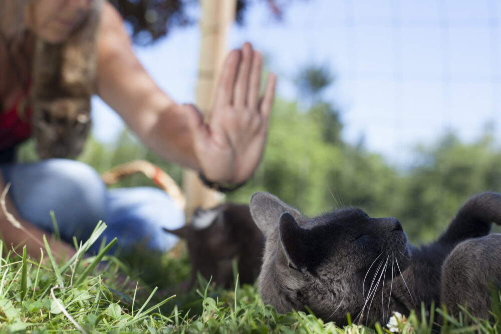 Rose De Dan Offers Reiki Attunement To Animals.