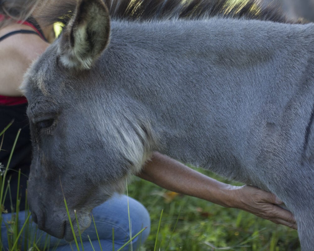 Rose De Dan animal Reiki donkey