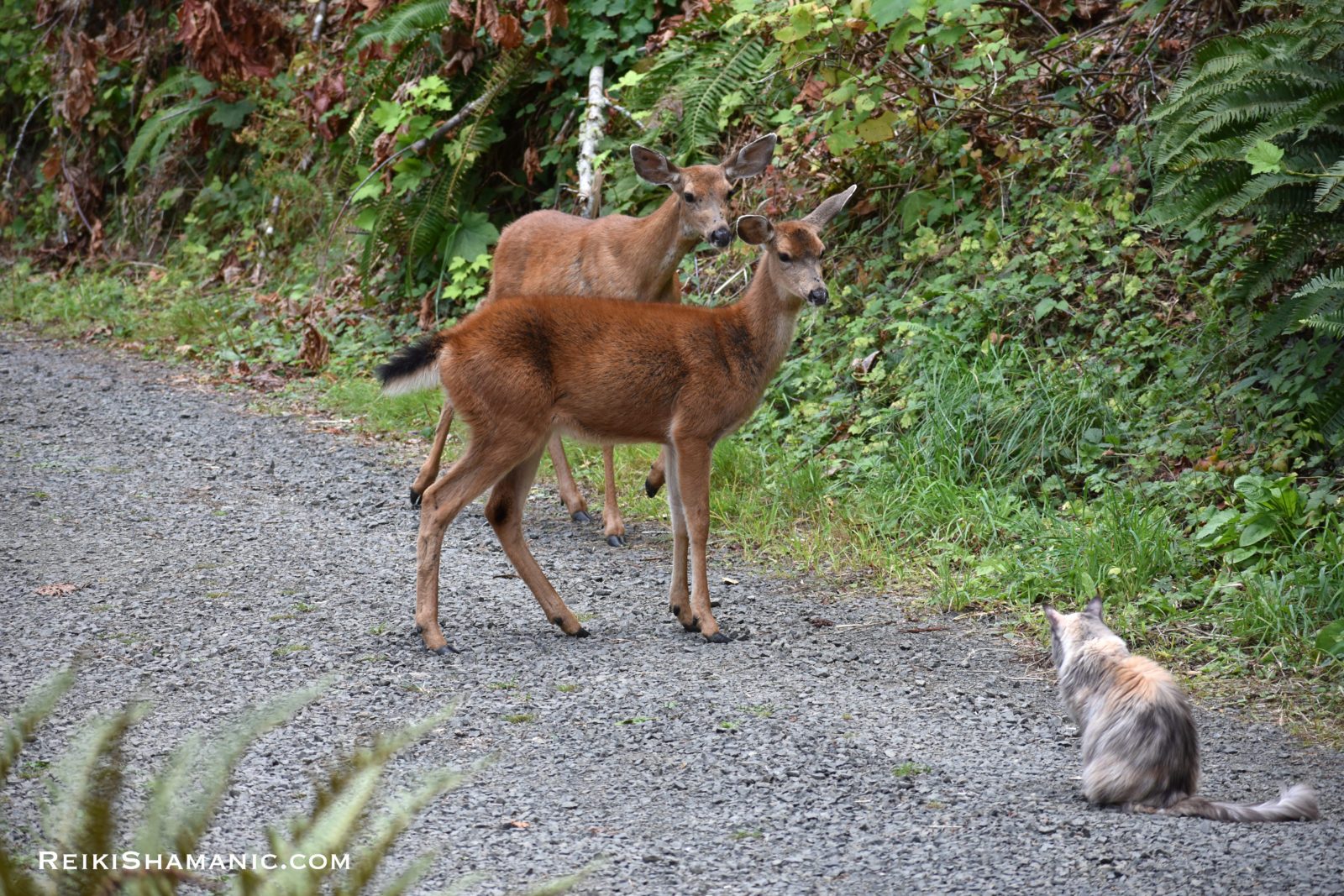 Mama Deer Meets Cat Tribe, ©Rose De Dan. Animal Communicator Reiki Master Shamanic Energy Healer