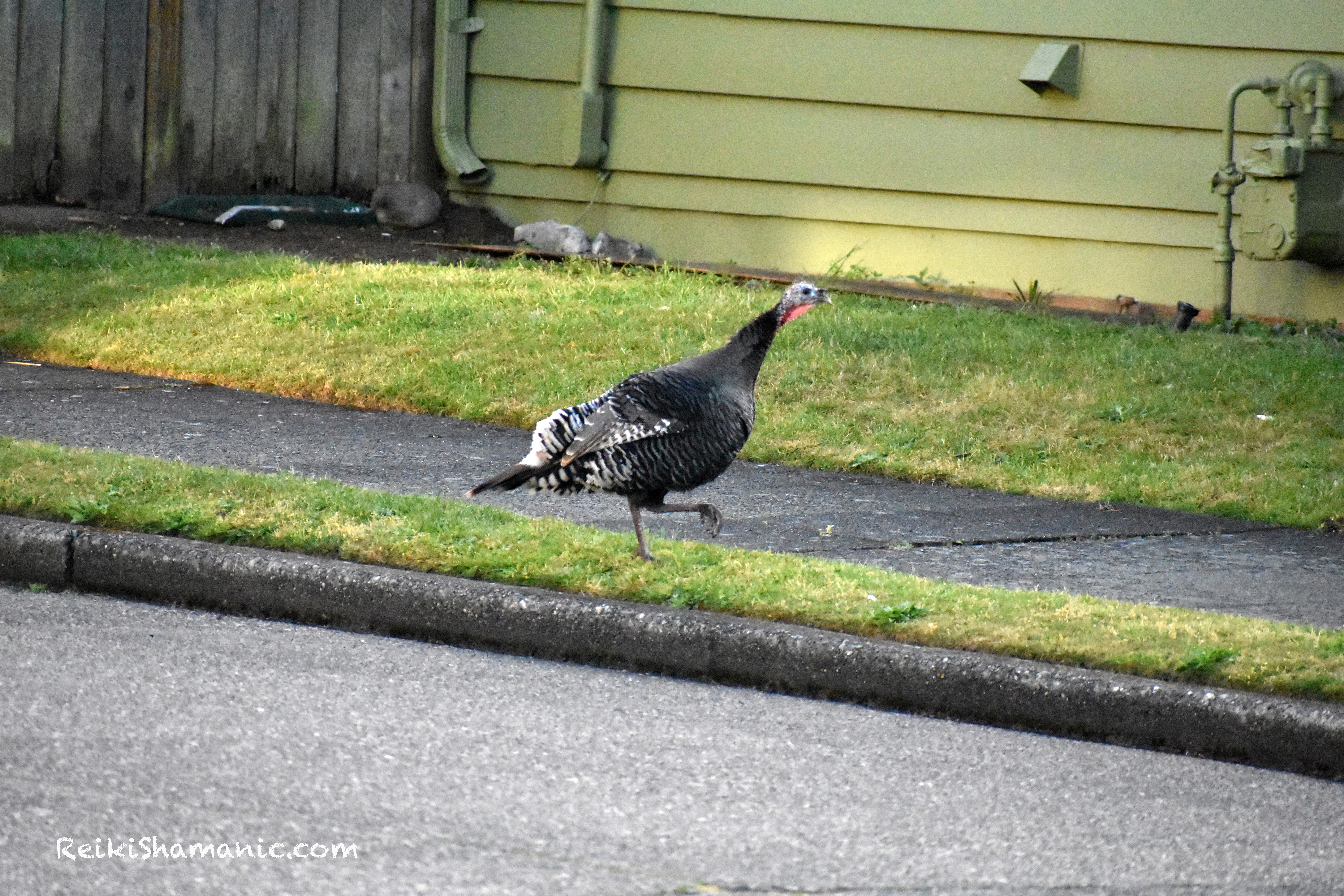 West Seattle Turkey Crosses The Street.