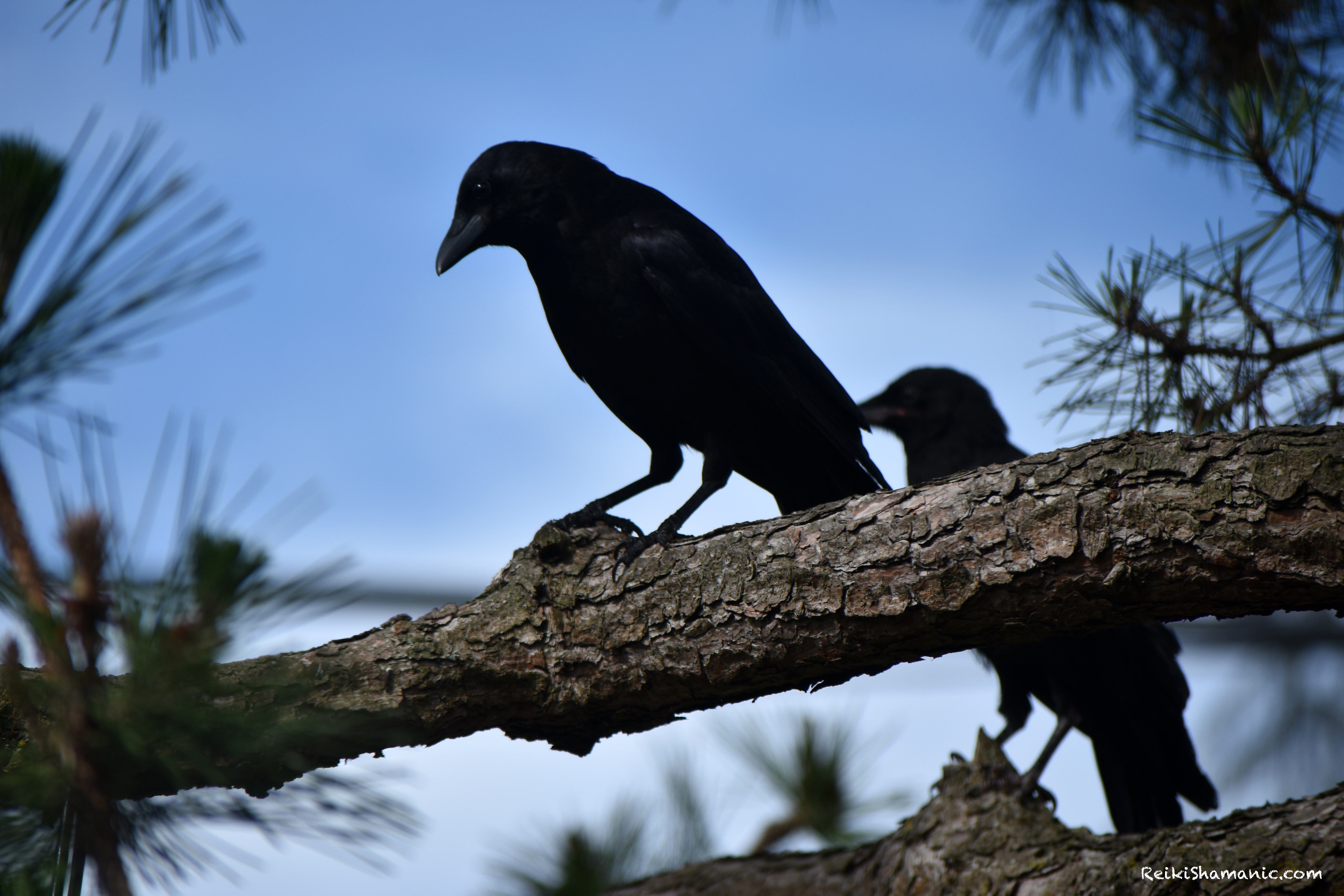 Crow Family Calling