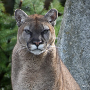 Zoo Animal Ambassadors Are Calling Us To Ceremony!