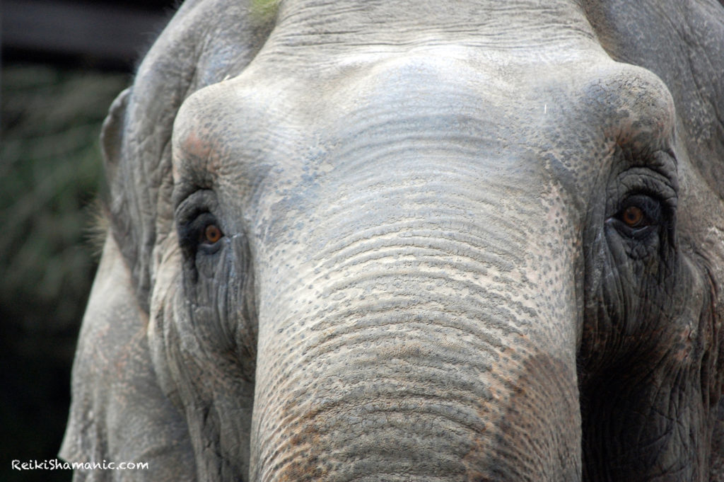 Asian Elephant Master Teacher Suki, Photo ©2013 Rose De Dan