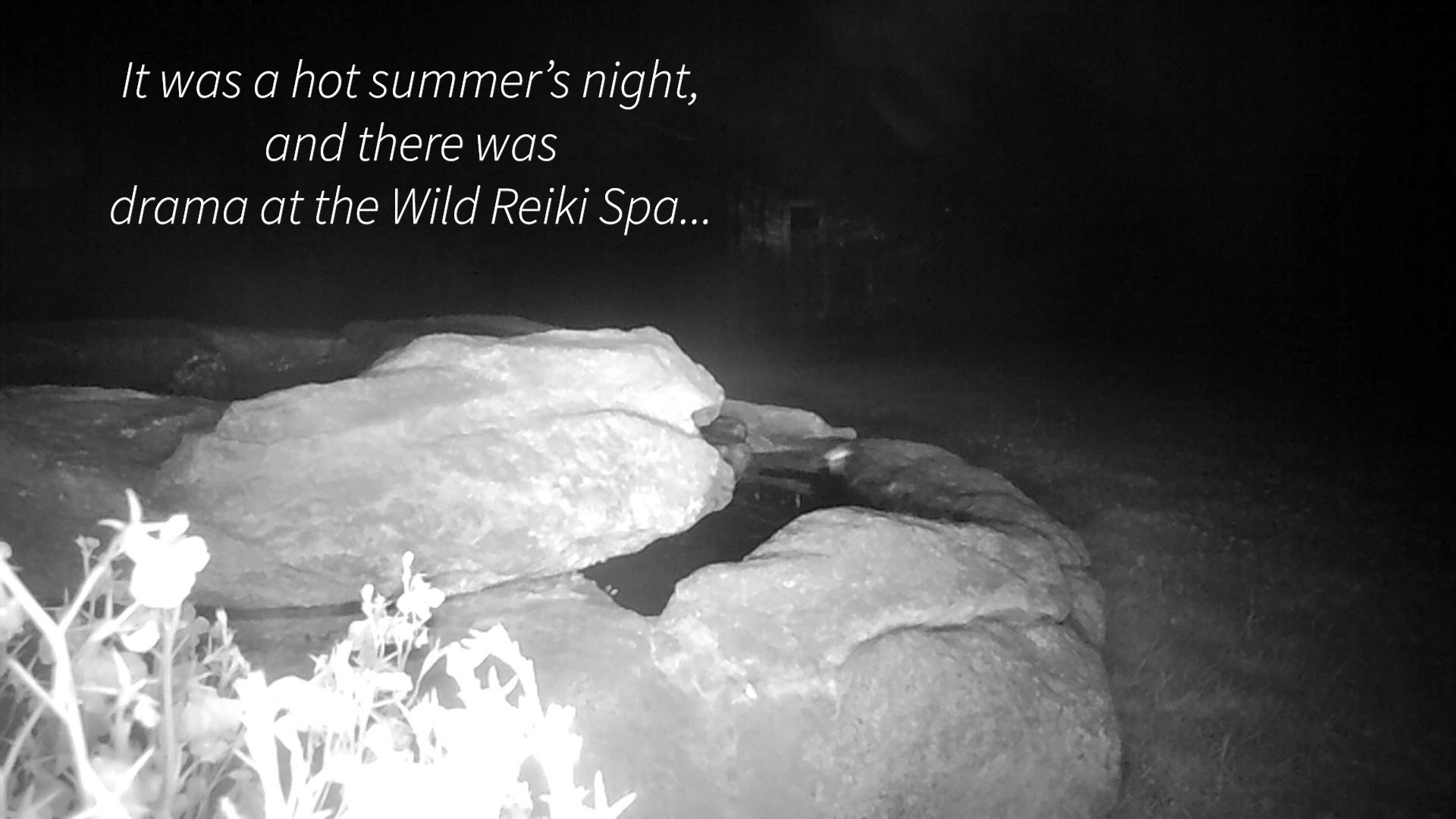 Heat Wave Drama At The Wild Reiki Spa