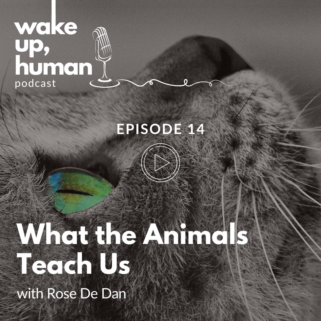 What The Animals Teach Us: Podcast Interview With Rose De Dan
