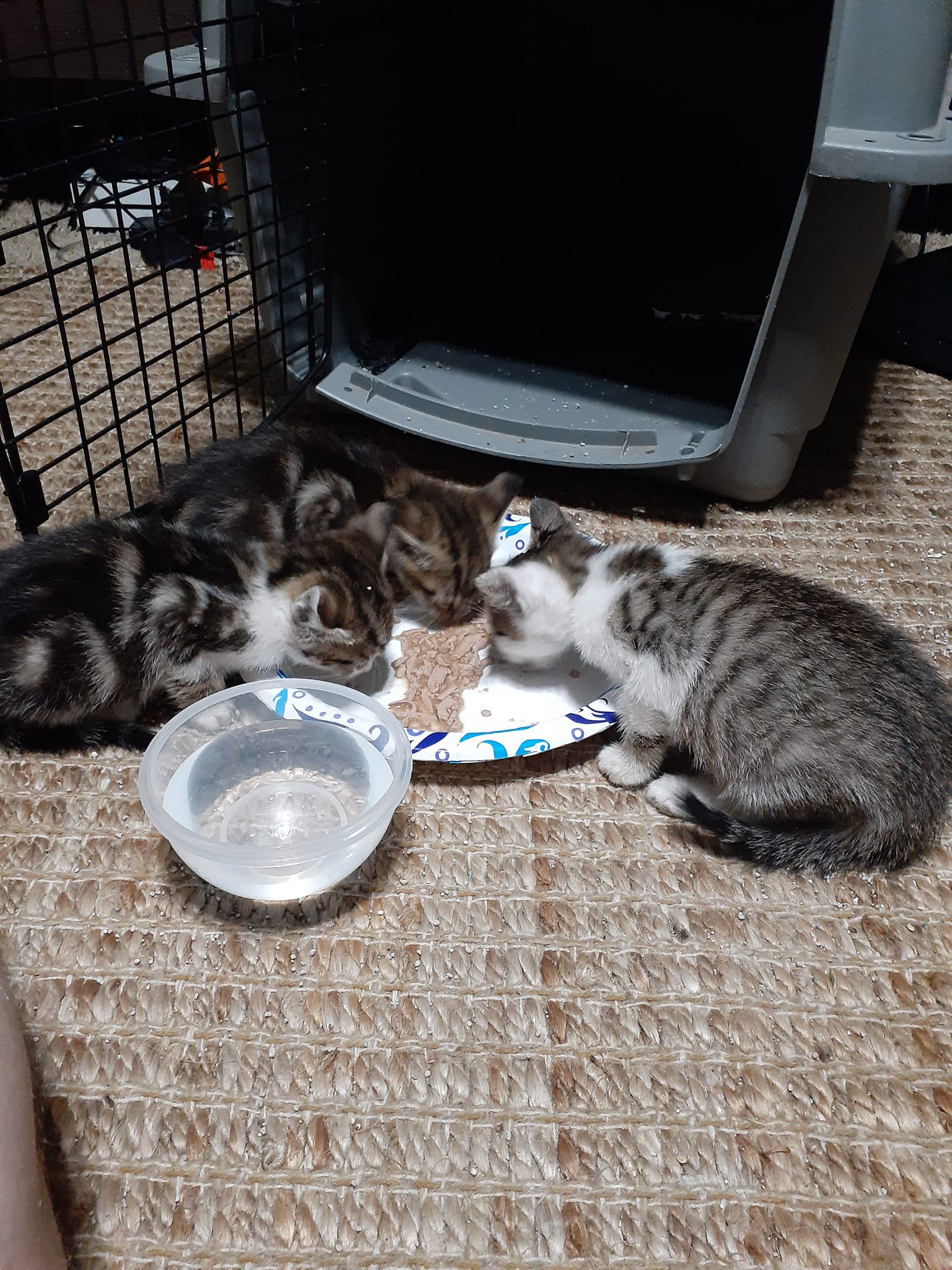 Animal Rescue Story DriveThru Kittens Wild Reiki and Shamanic Healing