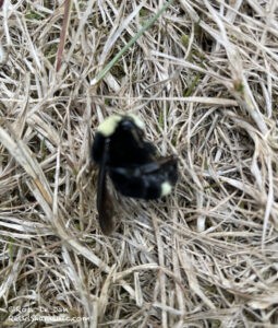 Death of a Bumble Bee, ©Rose De Dan, ReikiShamanic.com
