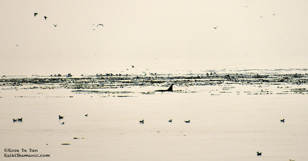 Photo of Orca Killer Whale in kelp forest in wildfire smoke Salish Sea.