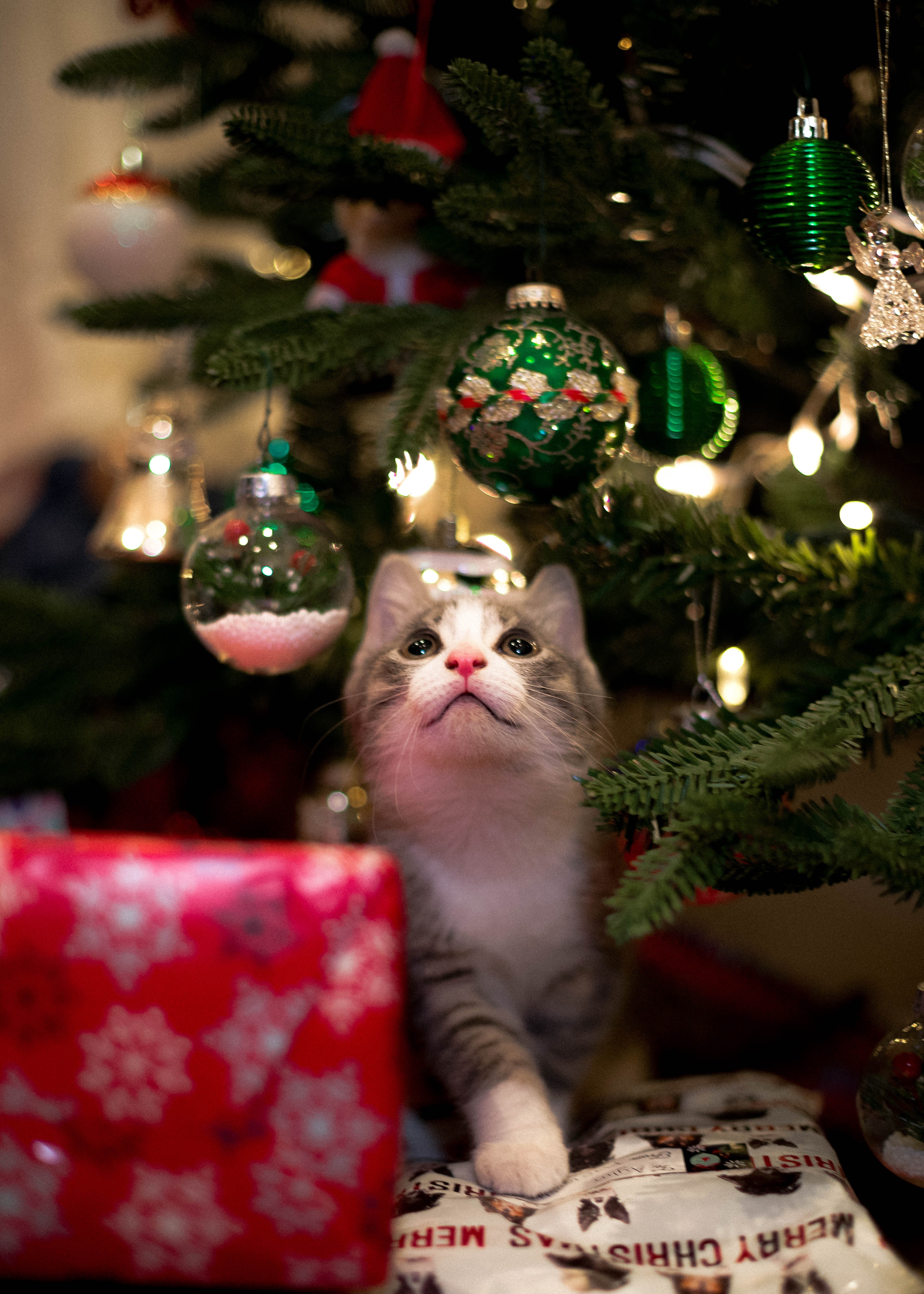 Purr-fect Presents: Feline-Approved Gifts For Cats And Dogs This Holiday Season