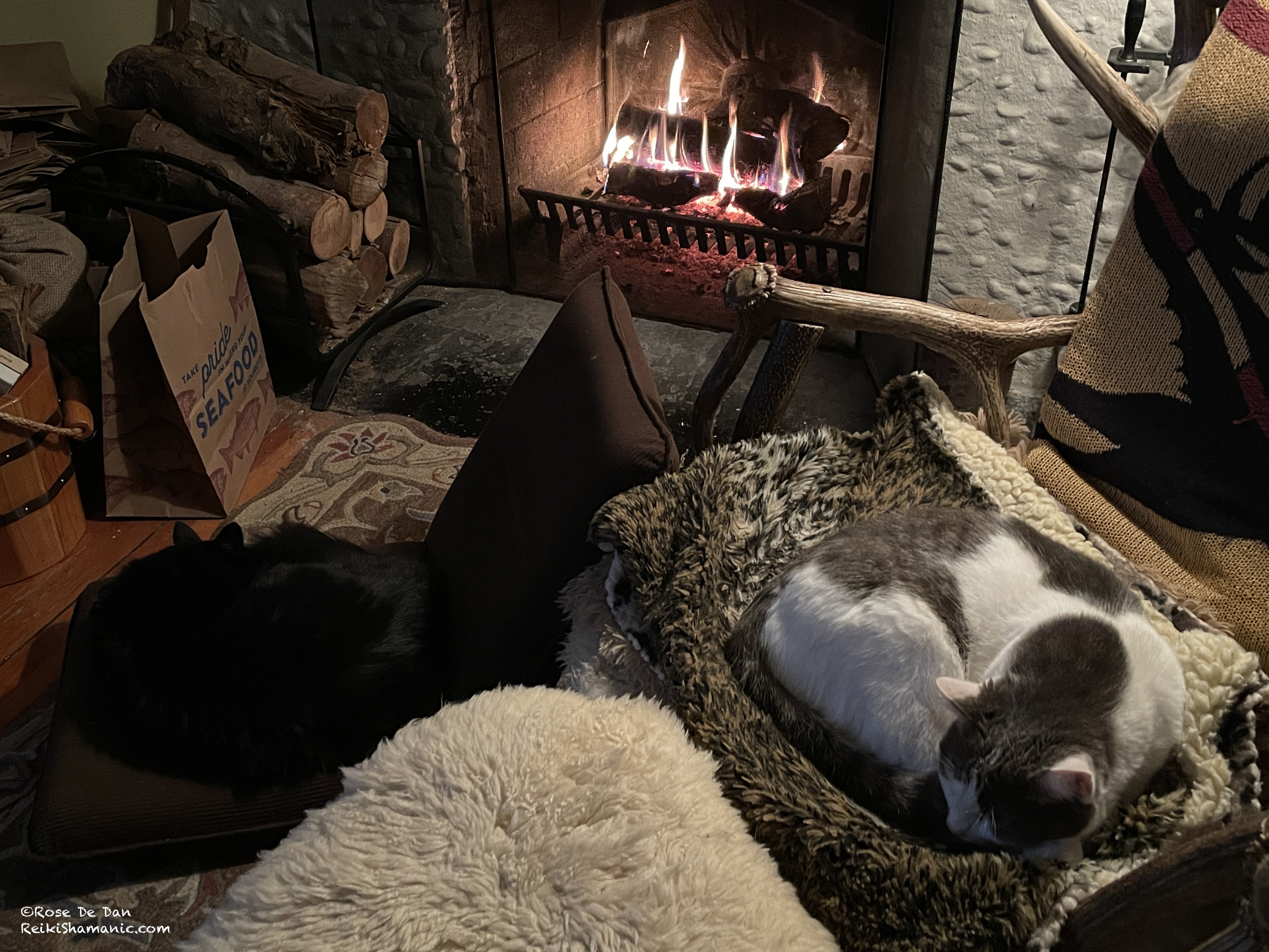 Cats Night Sky And Tamerlan Enjoy Time By The Fire.